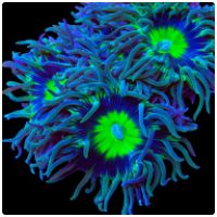 coral image 1