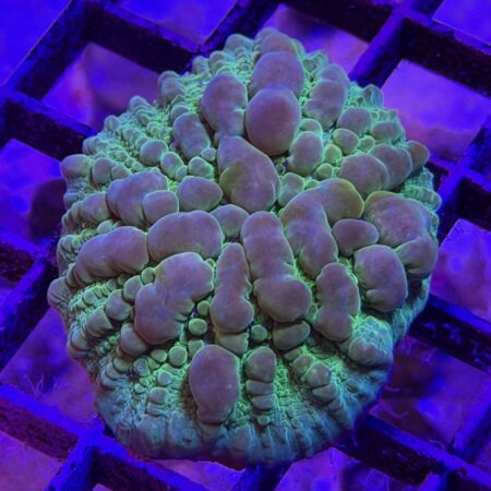 Neon Cosmic Candy Bounce Chalice Coral